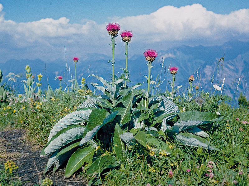 Alpen-Bergscharte (Stemmacantha rhapontica)